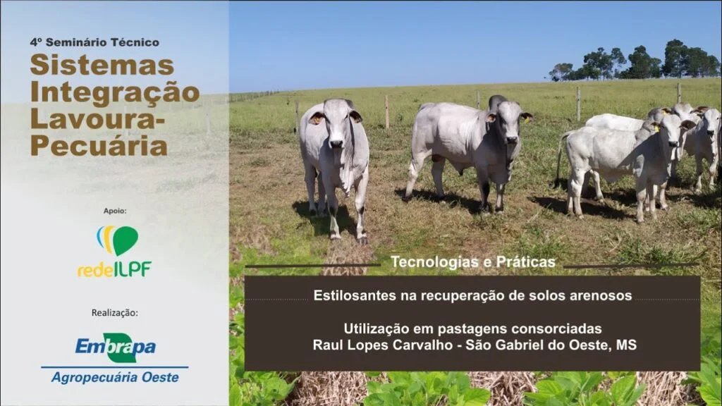 seminario ilp estilosantes na recuperacao de solos arenosos utilizacao como cobertura viva