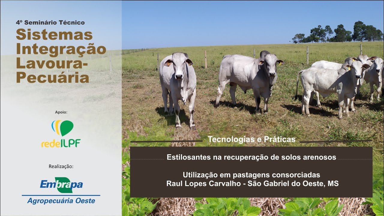 seminario ilp estilosantes na recuperacao de solos arenosos utilizacao como cobertura viva