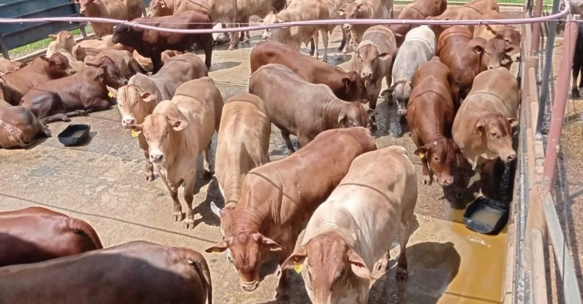 Senepol: gadão precoce garante duplo bônus no interior de MS