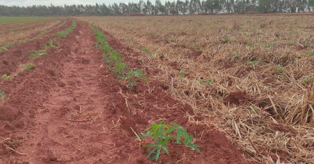 Show Rural: manejo de solos compactados em destaque no IDR-Paraná 25 IDR-Paraná discutirá manejo de solos compactados no Show Rural