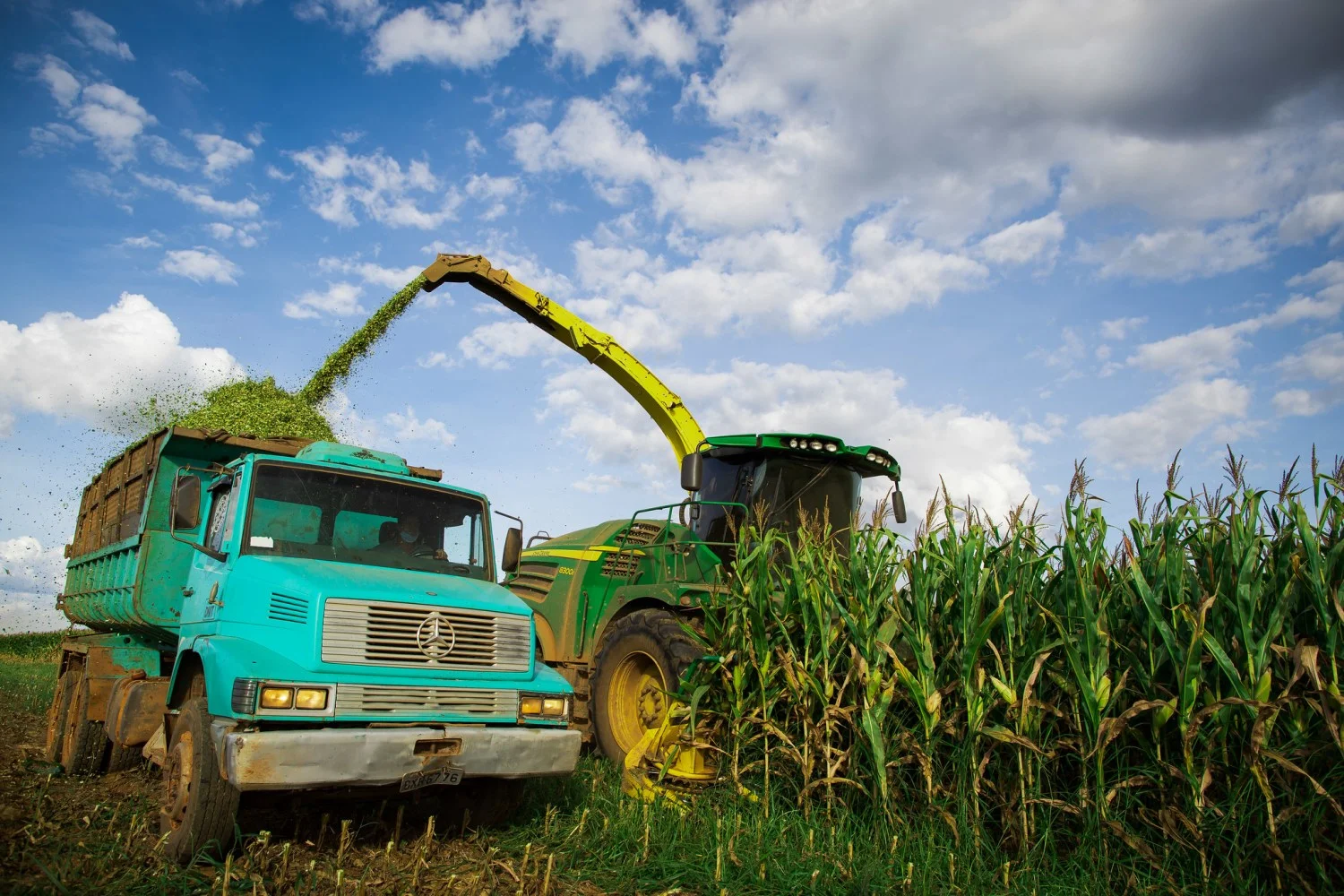 Silagem: a solução para seca ou geada? 30 Colheita de milho para silagem - Lavoura de milho