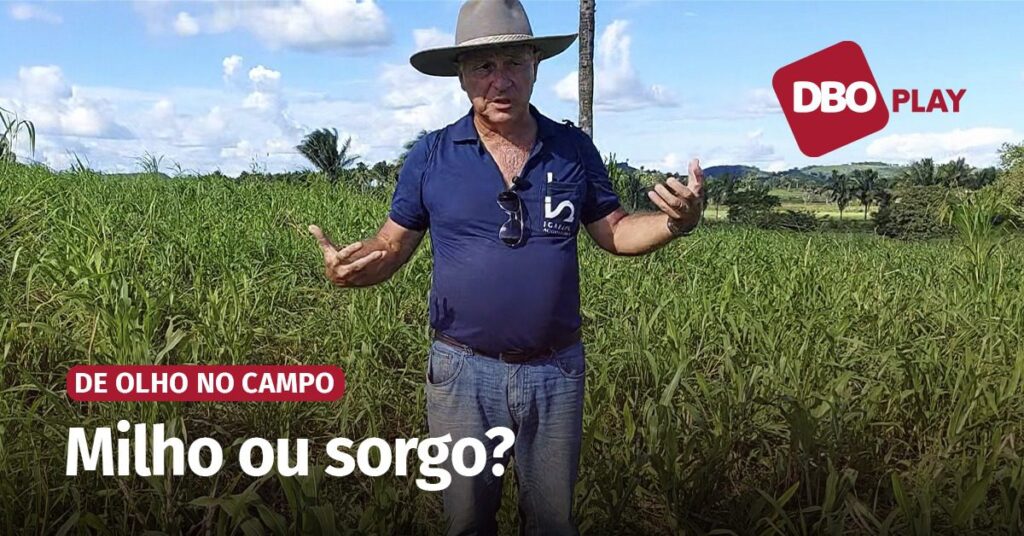 Fazer silagem com milho ou sorgo? • Portal DBO