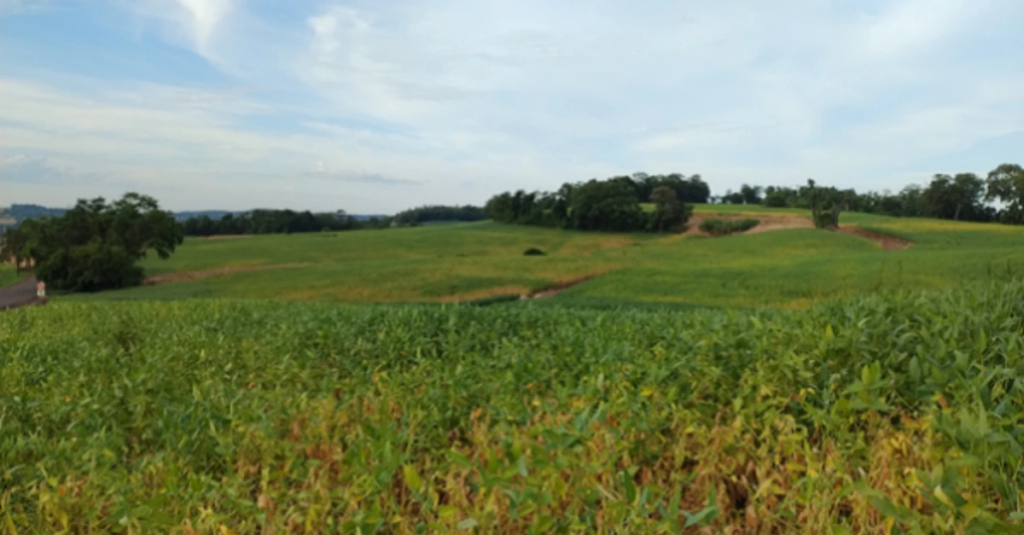 Sinais de estresse em lavouras de soja no RS. 6 Lavouras de soja no RS apresentam sinais de estresse hídrico