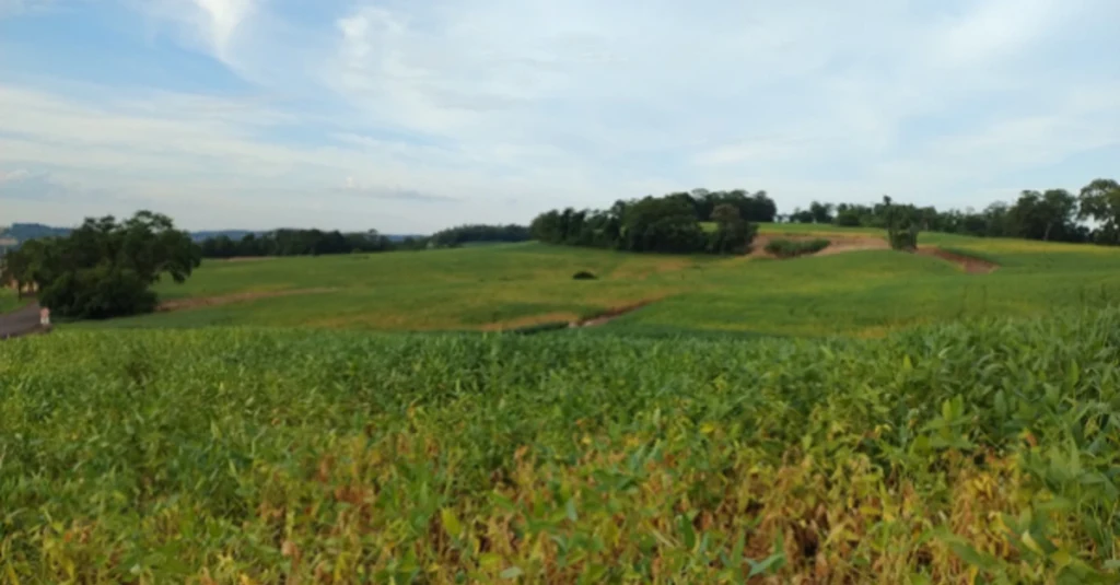 Lavouras de soja no RS apresentam sinais de estresse hídrico