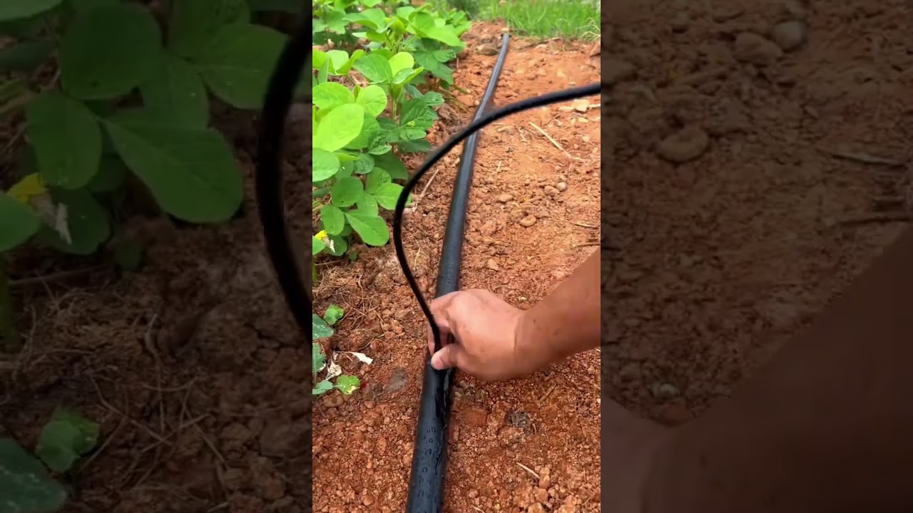 Sistema de Irrigação: Conheça Agora! #agro