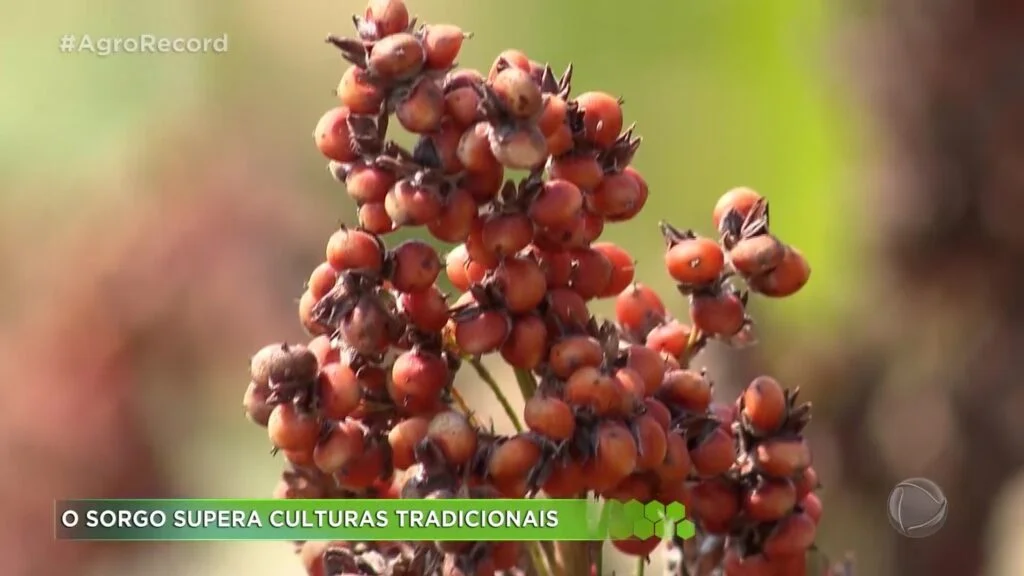 Sorgo supera culturas tradicionais e é alternativa para produtores de Ribeirão Preto - RecordTV Interior SP