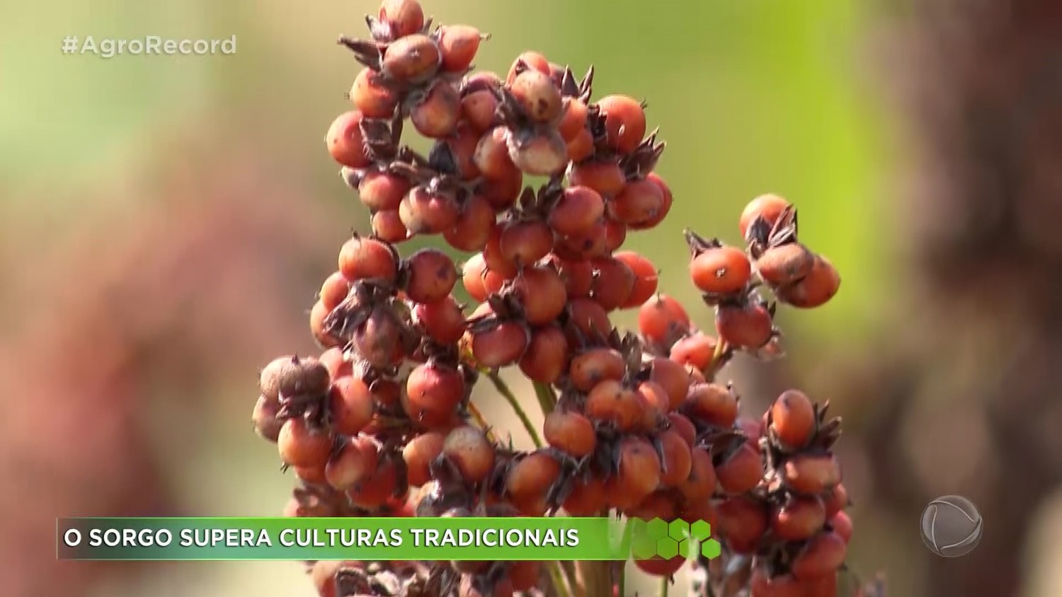Sorgo supera culturas tradicionais e é alternativa para produtores de Ribeirão Preto - RecordTV Interior SP
