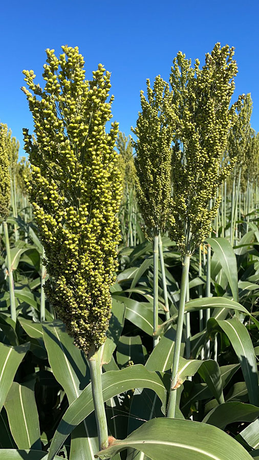 Sorgo: revolução na pecuária