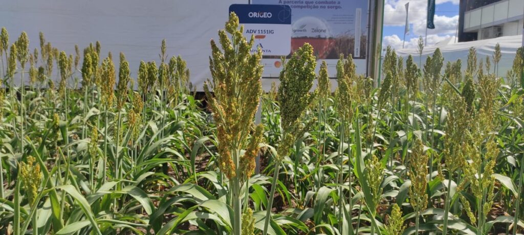 Sorgo viabiliza safrinha no oeste da Bahia | Agricultura