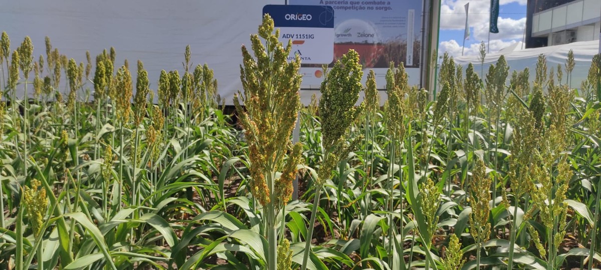 Sorgo revoluciona safra no oeste da Bahia!