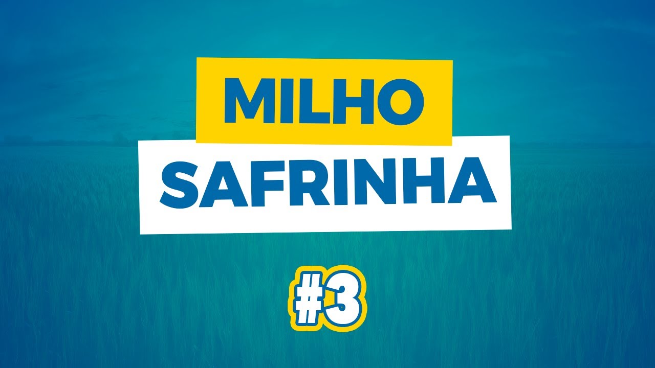 sucesso na safrinha de milho shorts