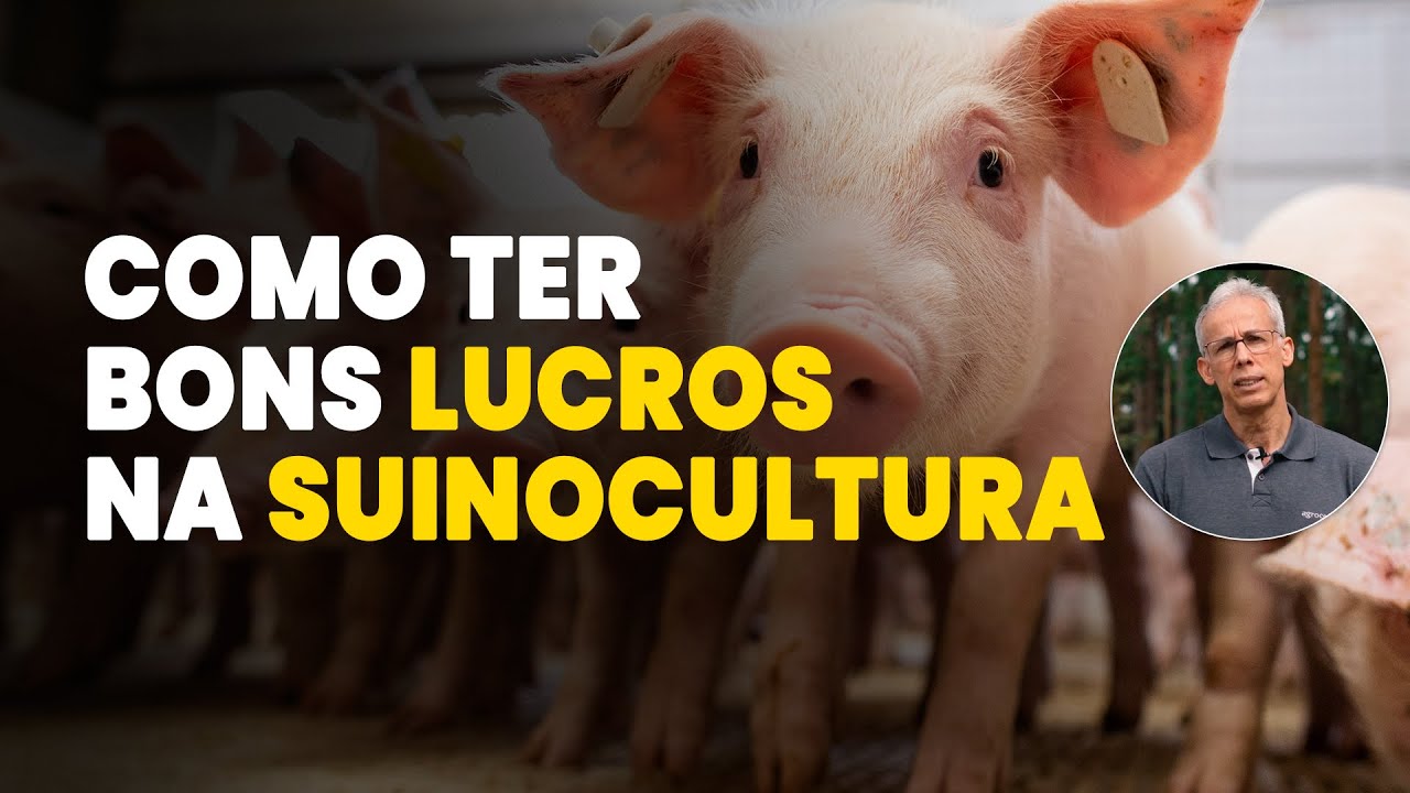 suinocultura segredos da rentabilidade
