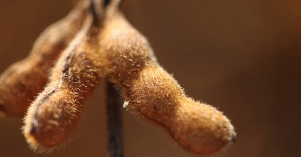 eventual suplementação de verba para custeio não resolve a crise do setor • Portal DBO