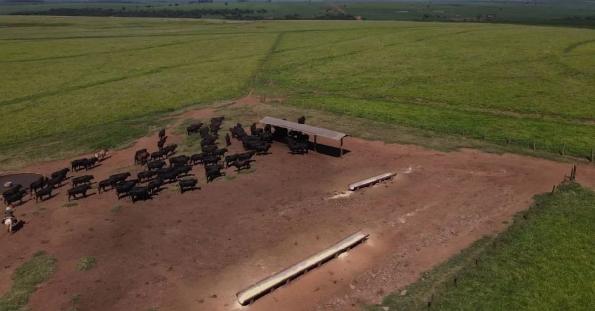 Suplementação do gado nas águas? Confira as dicas para não jogar dinheiro fora