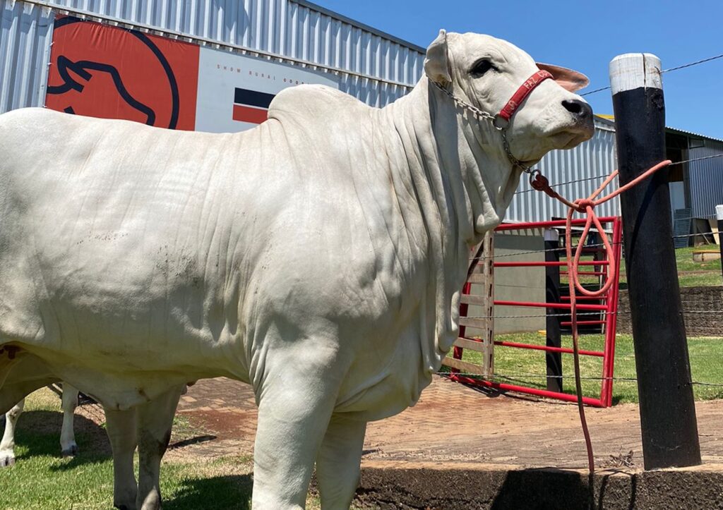Show Rural Coopavel expõe técnica pioneira que promete revolucionar a pecuária brasileira | CGN