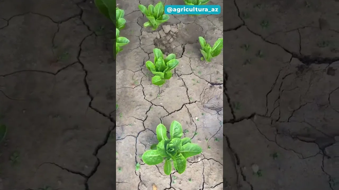 "Tecnologia Agro: Controle de Daninhas" ⚡️🌱 #sustentabilidade 11 tecnologia agro controle de daninhas e29aa1efb88ff09f8cb1 sustentabilidade