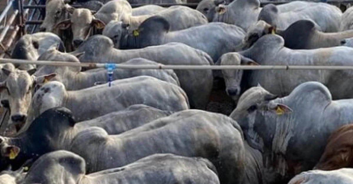 Tecnologia revoluciona produção agrícola 15 tecnologia transforma a gestão e rentabilidade no campo