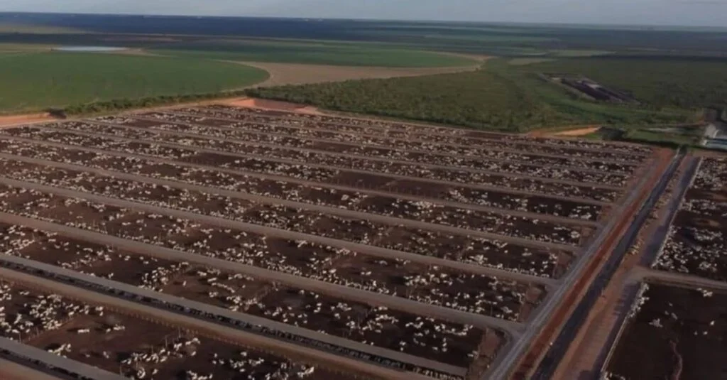 Tecnologias revolucionando a eficiência da engorda do gado! 2 Você viu? Tecnologias estão turbinando a eficiência da engorda do gado no cocho