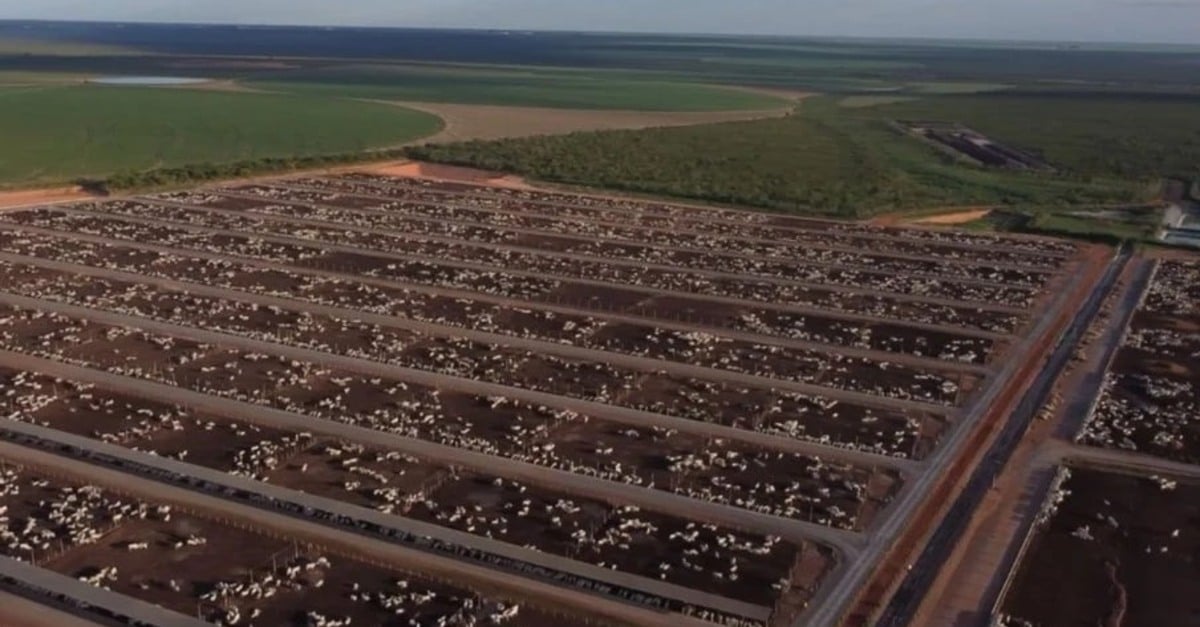 Você viu? Tecnologias estão turbinando a eficiência da engorda do gado no cocho