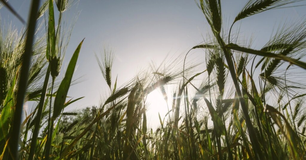 Terra Boa 2024 quarta-feira - não perca! 1 Terra Boa 2024 para famílias rurais será lançado na quarta-feira