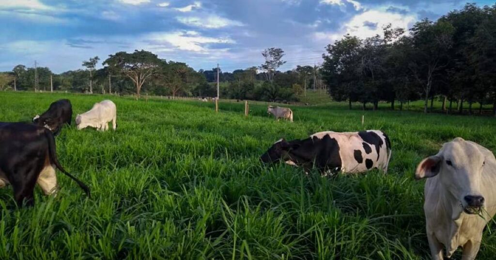 Transformando pastagens em nutrição sustentável • DBO 2 Forrageiras para intensificar a pecuária e segurar a seca • Portal DBO