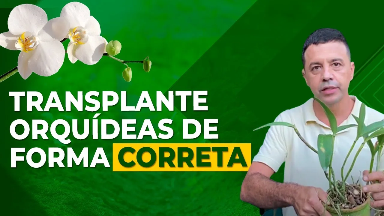 Transplante de Orquídeas: Dicas do Pesquisador Gustavo Nogueira 1 transplante de orquideas dicas do pesquisador gustavo nogueira