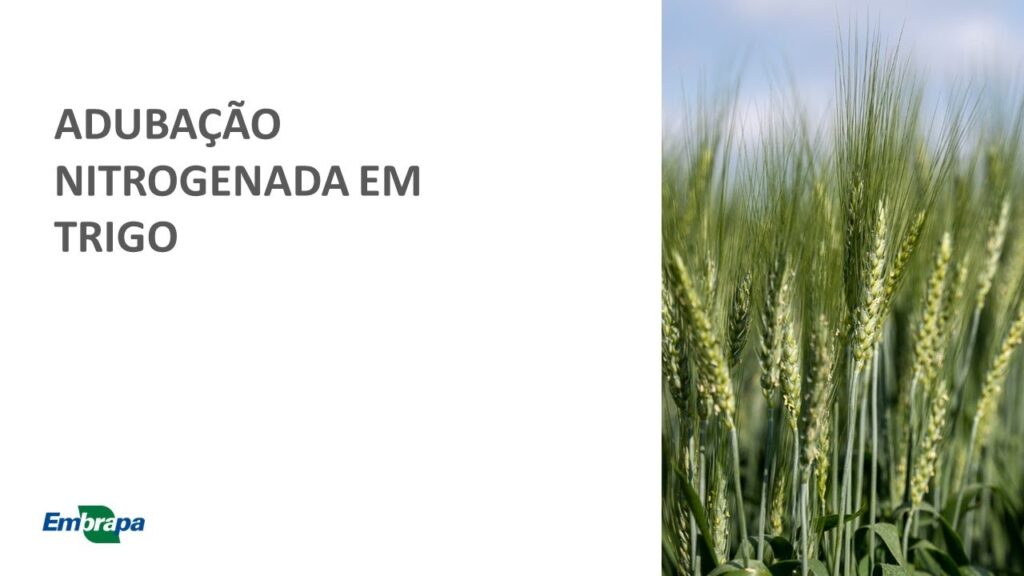 trigo adubacao nitrogenada