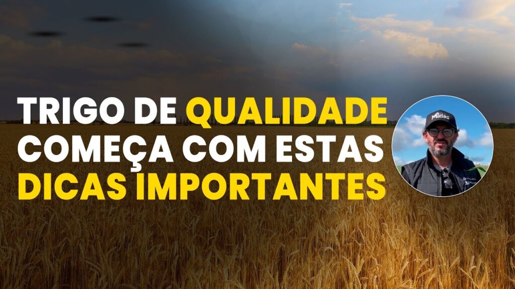 trigo de alta qualidade dicas que fazem diferenca
