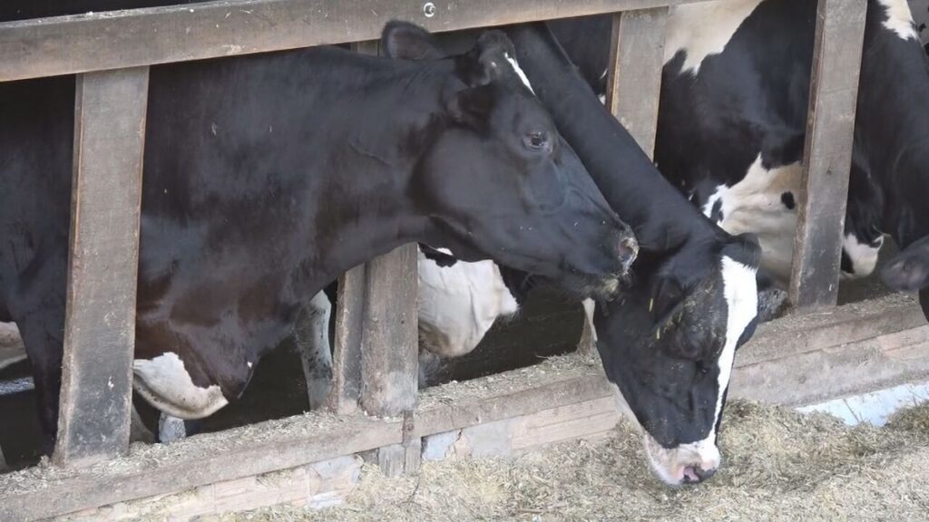 Trigo é alternativa para alimentar rebanhos de gado | Caminhos do Campo