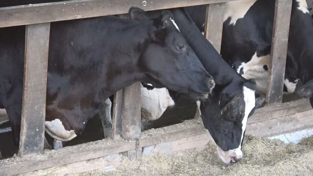 Trigo: novo alimento para gado 5 Trigo é alternativa para alimentar rebanhos de gado | Caminhos do Campo