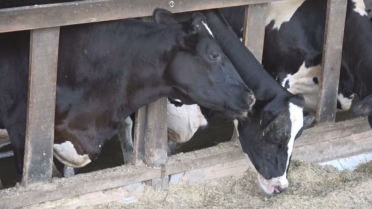 Trigo: novo alimento para gado