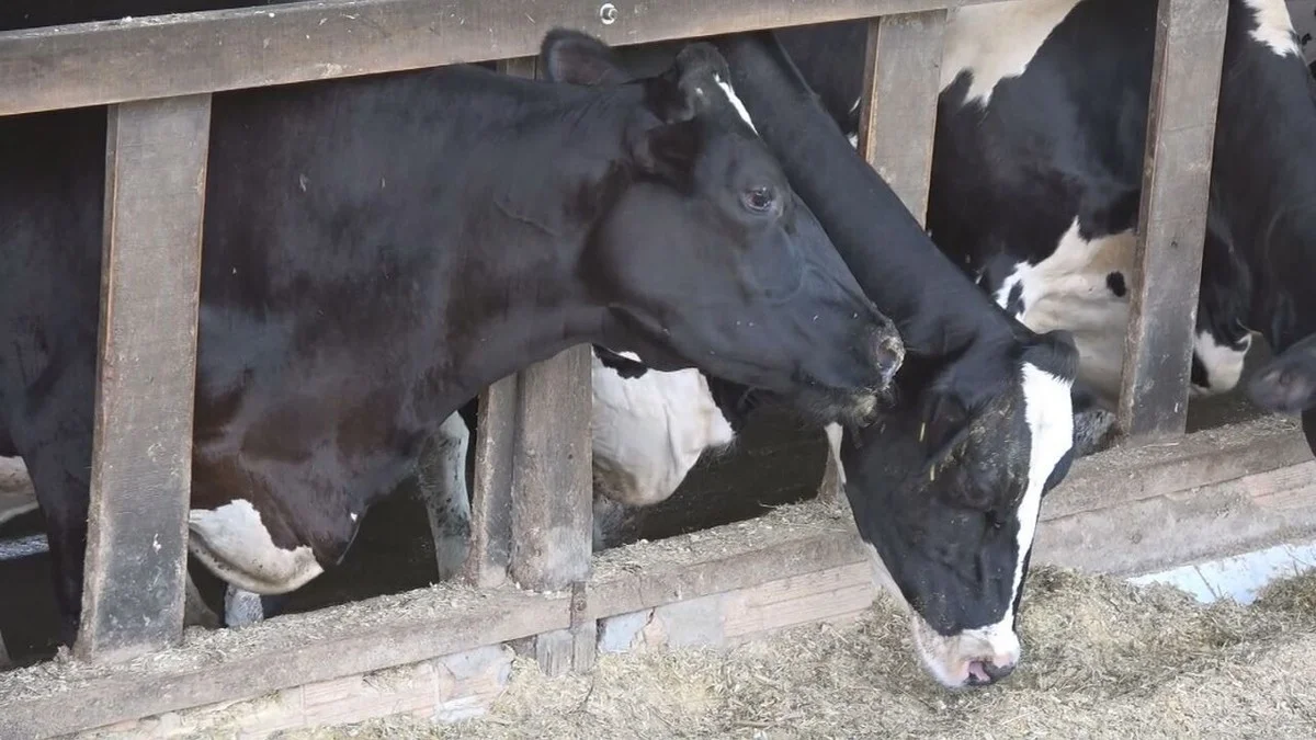 Trigo: novo alimento para gado 16 Trigo é alternativa para alimentar rebanhos de gado | Caminhos do Campo