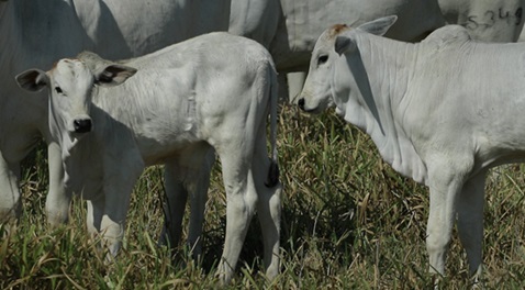 bezerros por boi gordo