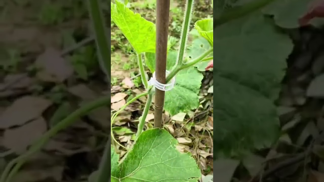 “Tutoramento facilitado para plantas” #agricultura