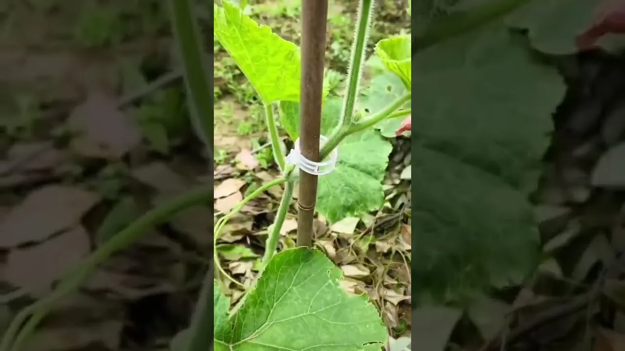 "Tutoramento facilitado para plantas" #agricultura 3 tutoramento facilitado para plantas agricultura