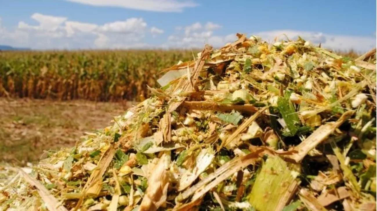 Última chance! Aderir ao programa termina hoje! 11 Prazo para aderir ao programa de incentivo à silagem termina hoje, em Ibiaçá