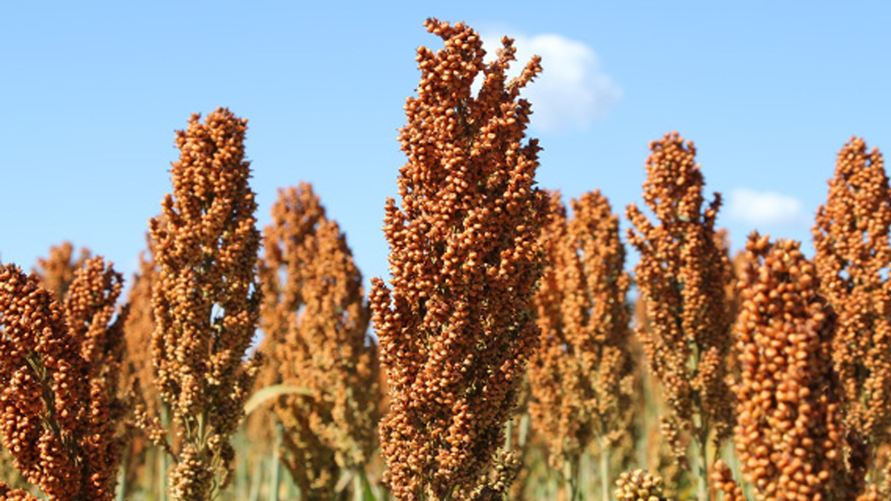 USDA informa venda de sorgo dos EUA para China nesta 5ª feira