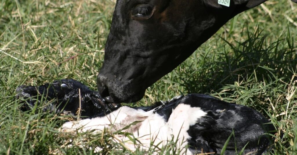 Vaca Girolando está parindo mais machos do que fêmeas. Saiba o que está acontecendo