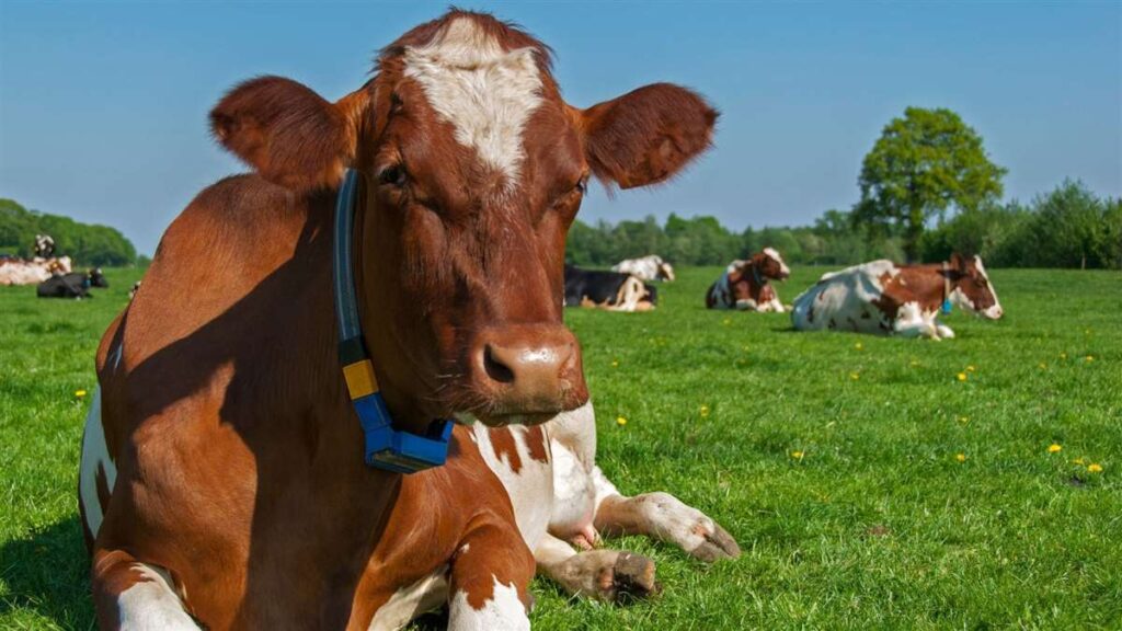 Vaca faz leite deitada! | MilkPoint