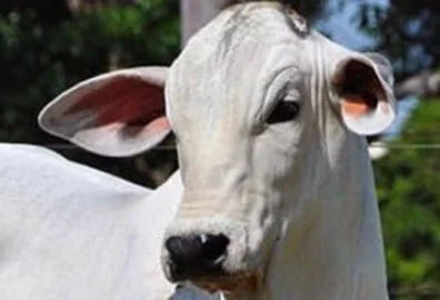 arrobas de boi gordo por bezerro