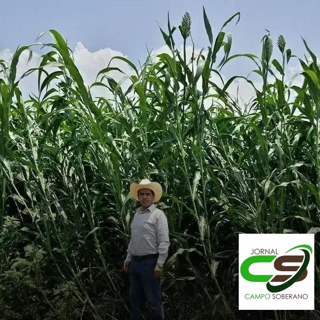 Valor Nutricional da Silagem do Mega Sorgo Santa Elisa para Gado em Aguanil