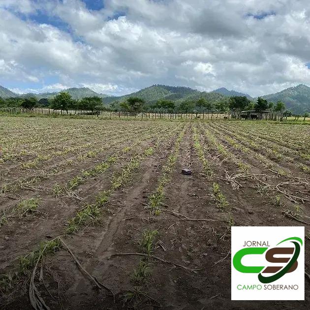 Valor Nutricional da Silagem do Mega Sorgo Santa Elisa para Gado em Olindina Valor Nutricional da Silagem do Mega Sorgo Santa Elisa para Gado em Olindina