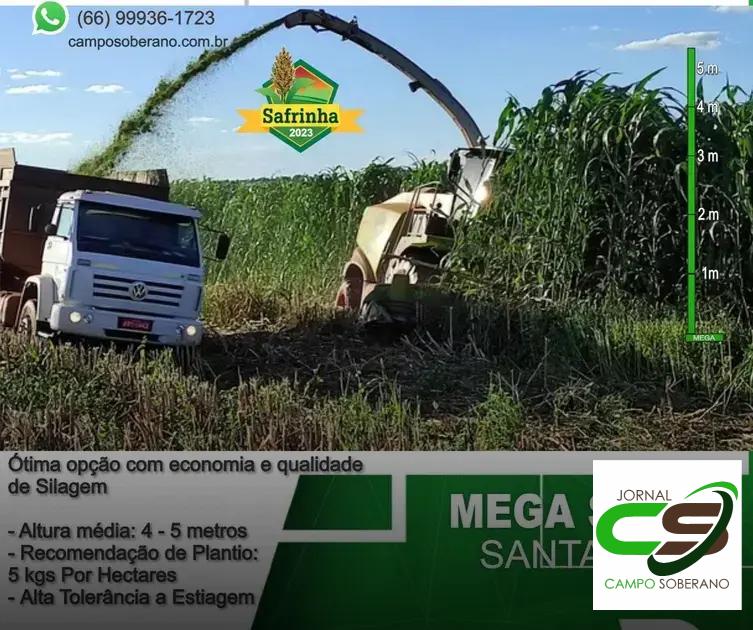 Valor Nutricional da Silagem do Mega Sorgo Santa Elisa para Gado em Palmeiras