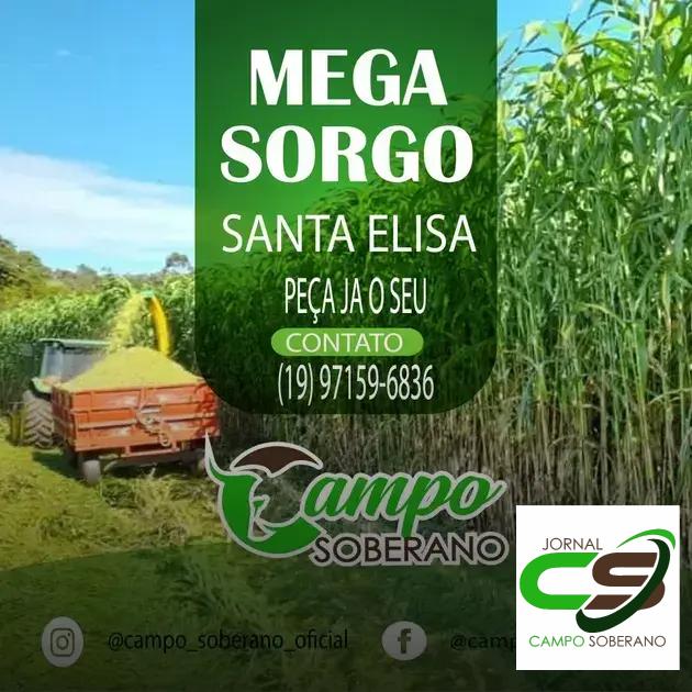 Valor Nutricional da Silagem do Mega Sorgo Santa Elisa para Gado em Pilão Arcado Valor Nutricional da Silagem do Mega Sorgo Santa Elisa para Gado em Pilão Arcado