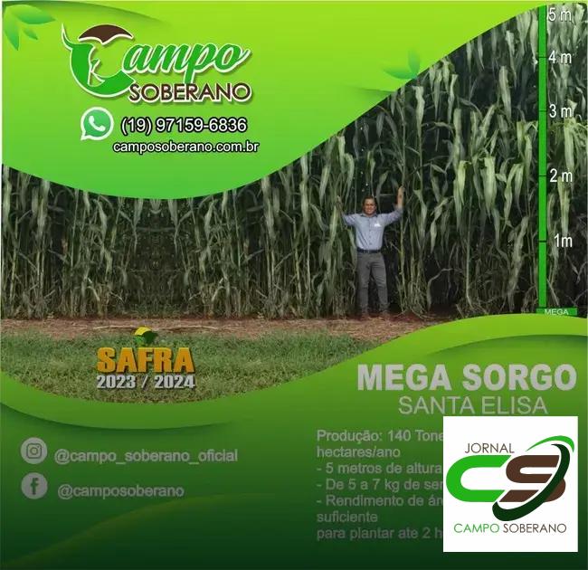 Valor Nutricional da Silagem do Mega Sorgo Santa Elisa para Gado em Santa Inês