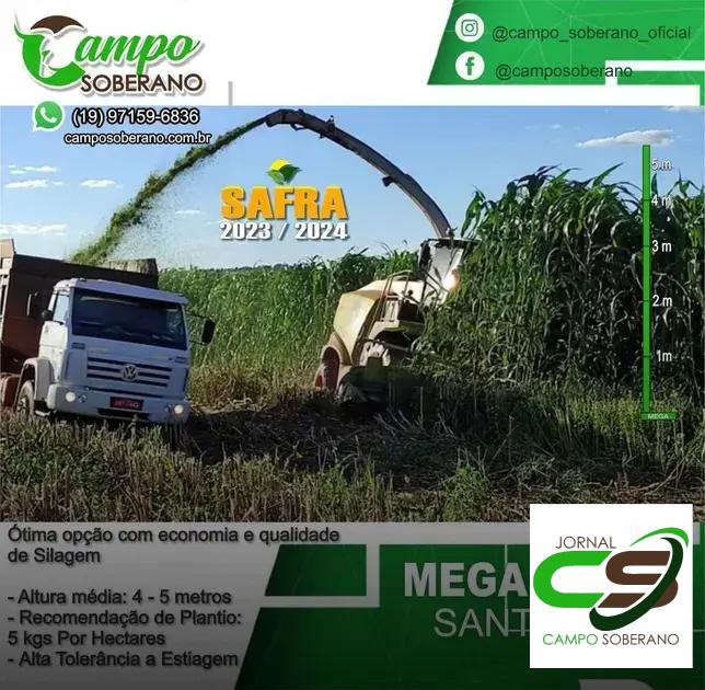 Valor Nutricional da Silagem do Mega Sorgo Santa Elisa para Gado em Santo Amaro