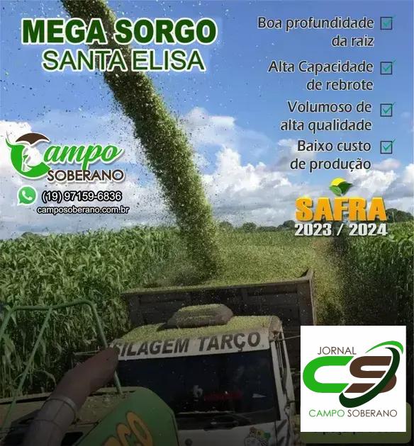 Valor Nutricional da Silagem do Mega Sorgo Santa Elisa para Gado em São Sebastião do Passé