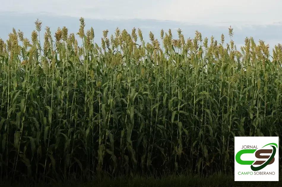 Valor Nutricional da Silagem do Mega Sorgo Santa Elisa para Gado em Sítio do Mato