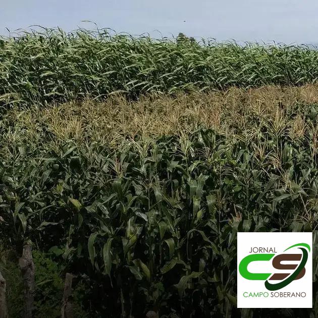 Valor Nutricional da Silagem do Mega Sorgo Santa Elisa para Gado em Tanquinho