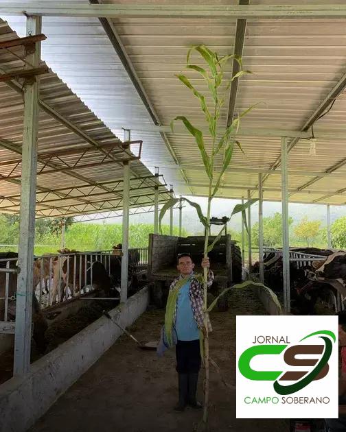 Valor Nutricional da Silagem do Mega Sorgo Santa Elisa para Gado em Tapiramutá Valor Nutricional da Silagem do Mega Sorgo Santa Elisa para Gado em Tapiramutá